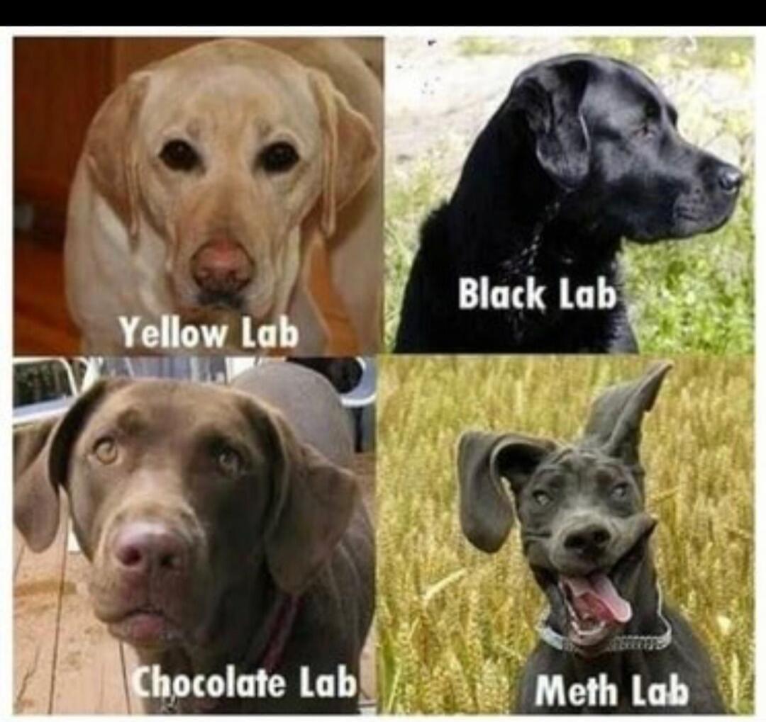 Yellow Lab Black Lab Chocolate Lab Meth Lab
