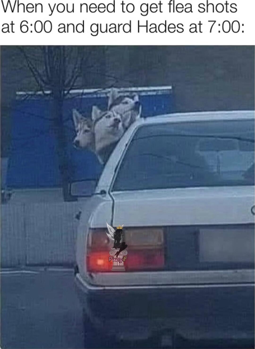 vvhen you need to get flea shots at 600 and guard Hades at 700