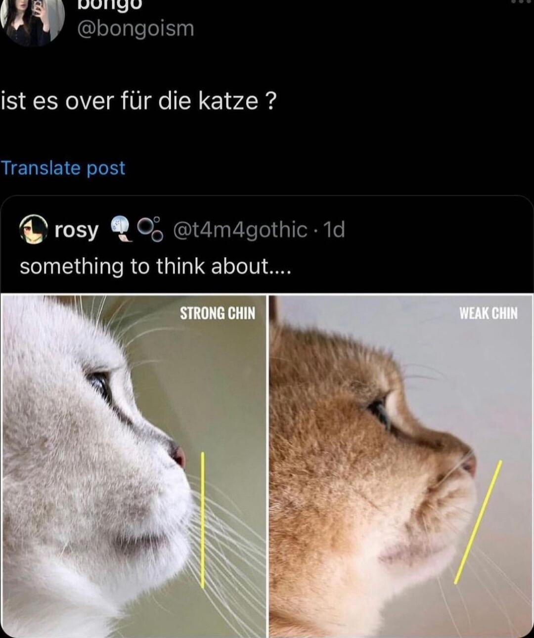 ist es over fiir die katze Translate post 4 rosy O t something to think abot g