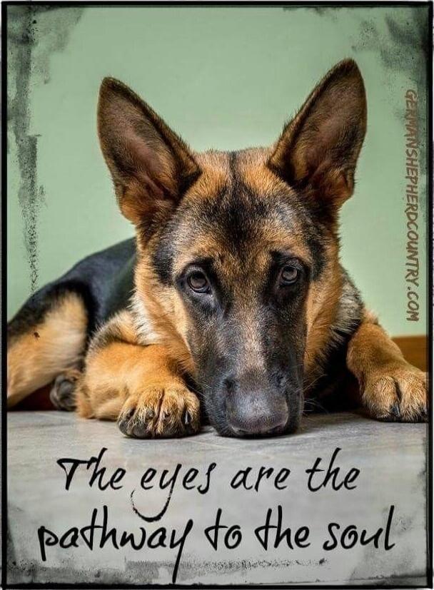 The eyes are the pathway to the soul. GERMANSHEPHERDCOUNTRY.COM