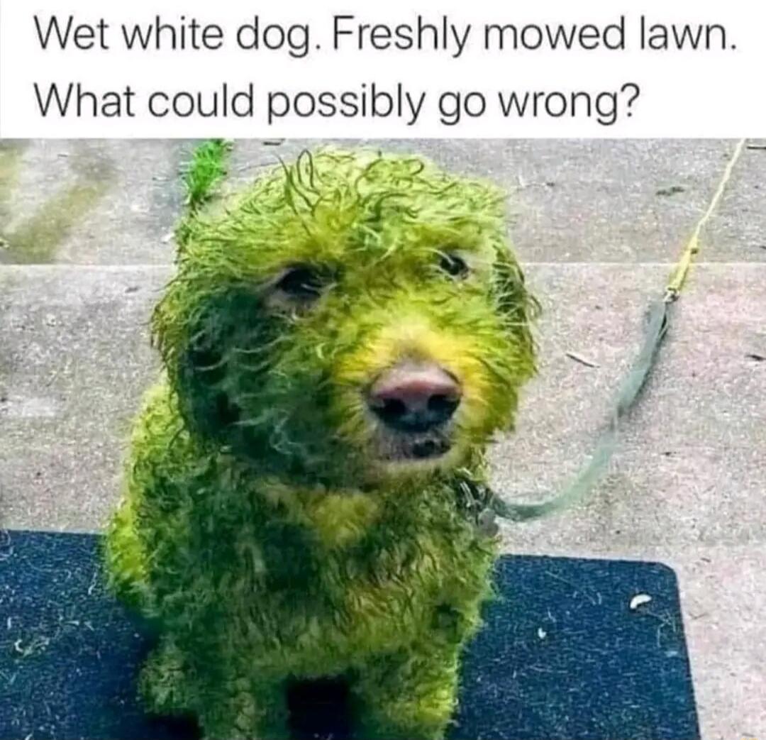 Wet white dog Freshly mowed lawn