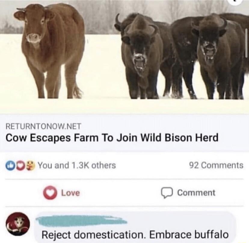RETURNTONOWNET Cow Escapes Farm To Join Wild Bison Herd 92 Comment O You and 13K Q Love D comment o Reject domestication Embrace buffalo