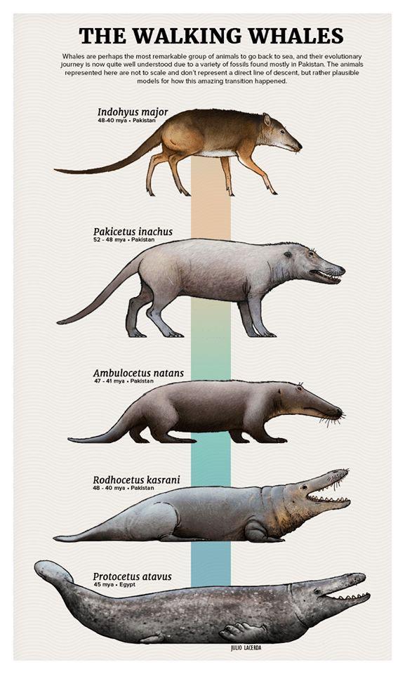 THE WALKING WHALES Whalos areperhaps the most remarkable g1oupof animals 1o g back 0 50 nd thel evolutonary Jourmey i now qute wel understood due 1 2 varietyof fossis found mostly I Pakstan The anmals epresented here are o 0 scale and don represent a direct e of descent but raher plausile model forhow s smzing ansiton happenect Indohyus major Pakicetus inachus Ambulocetus natans __ Rodhocetus kasr