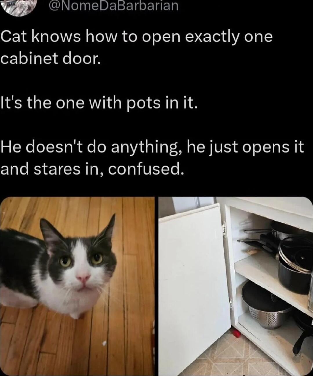 NomeDabBarbarian Cat knows how to open exactly one cabinet door Its the one with pots in it He doesnt do anything he just opens it and stares in confused