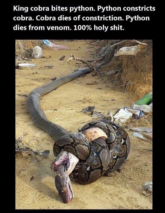 King cobra bites python Python constricts cobra Cobra dies of constriction Python dies from venom 100 holy sl