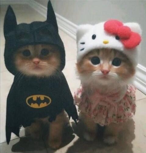 Two kittens wearing costumes: Batman and Hello Kitty.