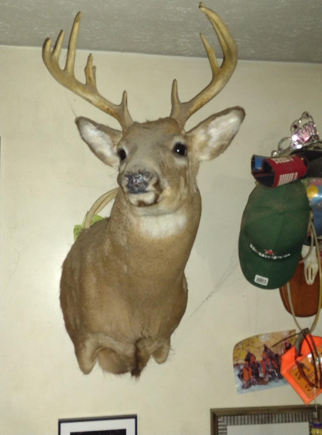 Taxidermy deer head mounted on a wall