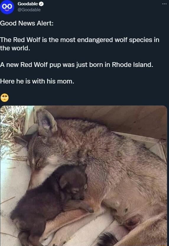 Goodable Goodable eLLL VYN s The Red Wolf is the most endangered wolf species in the world A new Red Wolf pup was just born in Rhode Island GECHEIENTIGN R TN