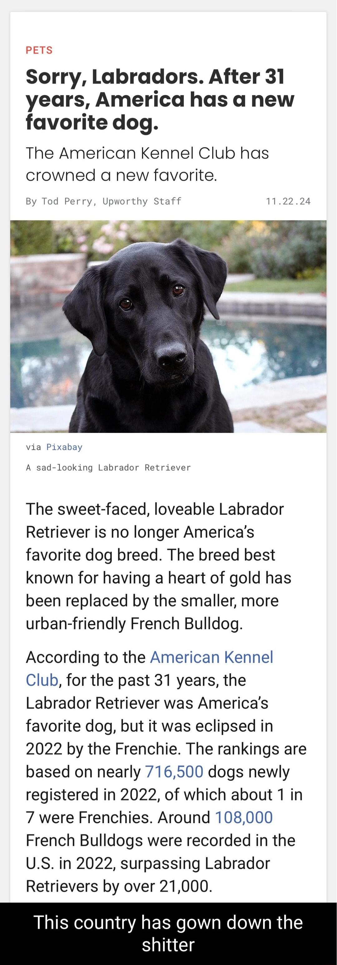 PETS Sorry Labradors After 31 years America has a new favorite dog The American Kennel Club has crowned a new favorite A sad looking Labrador Retriever The sweet faced loveable Labrador Retriever is no longer Americas favorite dog breed The breed best known for having a heart of gold has been replaced by the smaller more urban friendly French Bulldog According to the American Kennel Club for the p