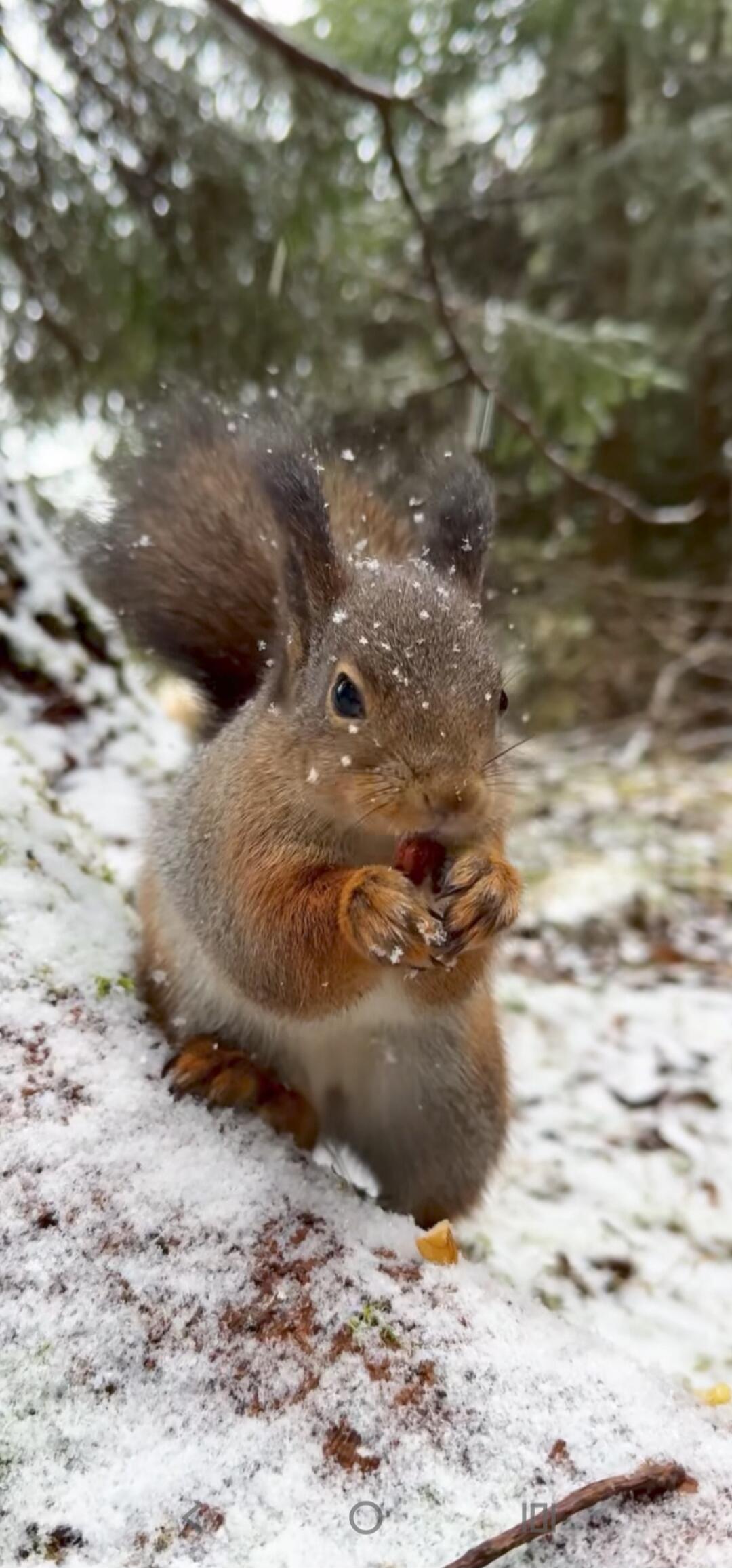 A red squirrel perched on a snow-covered log, nibbling on food.