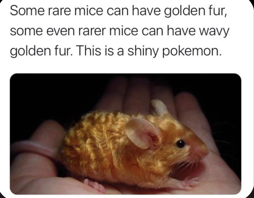 Some rare mice can have golden fur some even rarer mice can have wavy golden fur This is a shiny pokemon