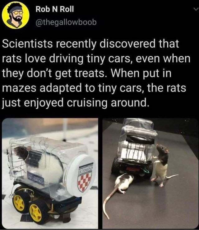 8 Rob N Roll v QIGEELIW o ToTeo Scientists recently discovered that rats love driving tiny cars even when they dont get treats When put in INEVAIEETETo e R RN A ISR GRS just enjoyed cruising around