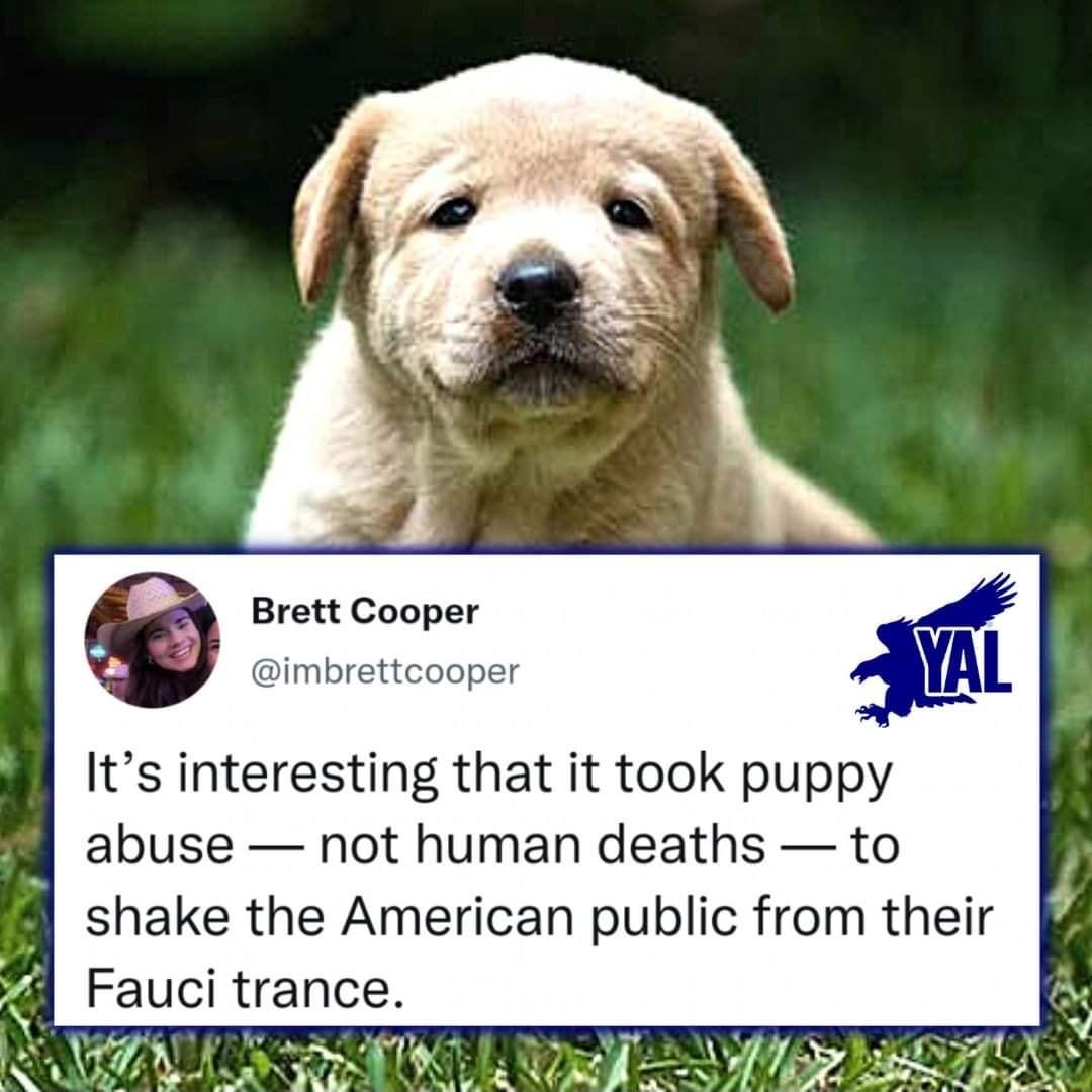 Brett Cooper imbrettcooper YAI Its interesting that it took puppy abuse not human deaths to shake the American public from their S Fauci trance