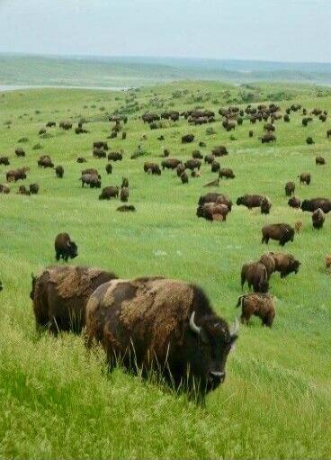 A large herd of bison grazing on rolling green plains; a prominent bison in the foreground.