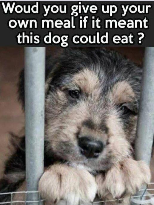 Woud you give up your own meal if it meant this dog could eat ?