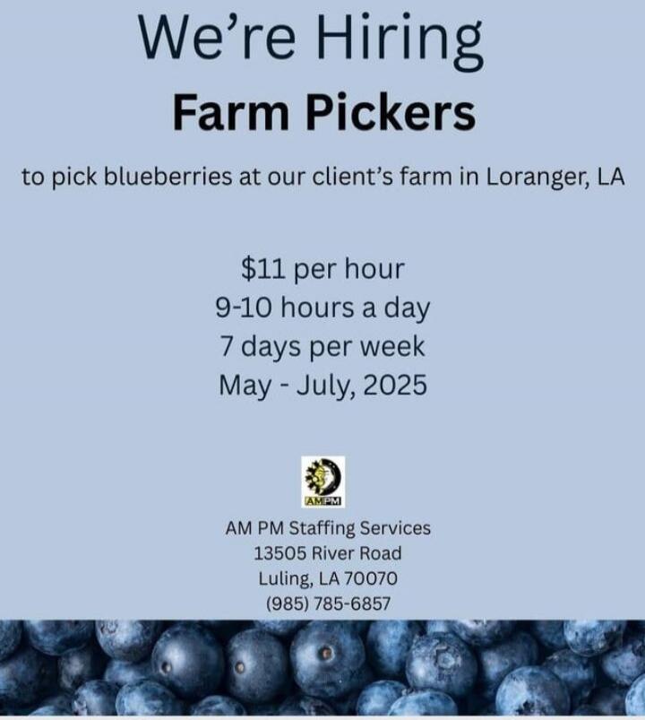 We're Hiring Farm Pickers to pick blueberries at our client's farm in Loranger, LA. The job offers $11 per hour, 9-10 hours a day, 7 days per week, from May to July, 2025. Contact AM PM Staffing Services at 13505 River Road, Luling, LA 70070, (985) 785-6857.