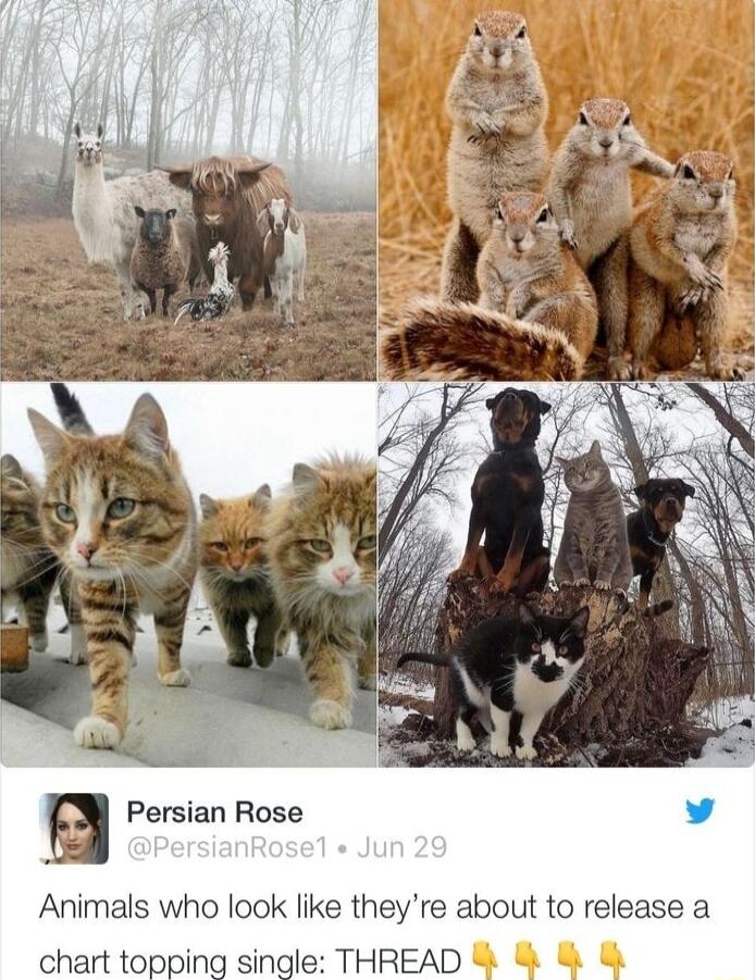 B Persian Rose v A Animals who look like theyre about to release a chart topping single THREAD
