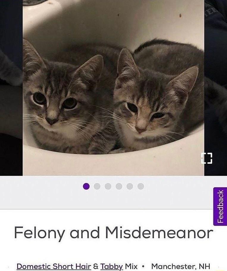 Felony and Misdemean Manchester NH