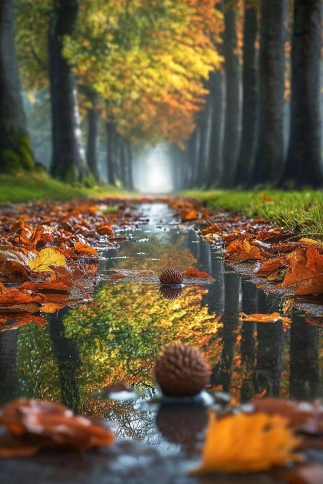 Autumn forest path with a reflective puddle and fallen leaves.