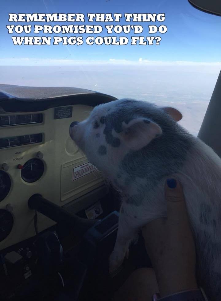 REMEMBER THAT THING YOU PROMISED YOU'D DO WHEN PIGS COULD FLY?
