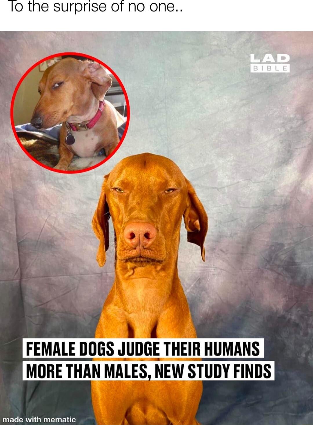 10 the surprise of no one FEMALE DOGS JUDGE THEIR HUMANS MORE THAN MALES NEW STUDY FINDS