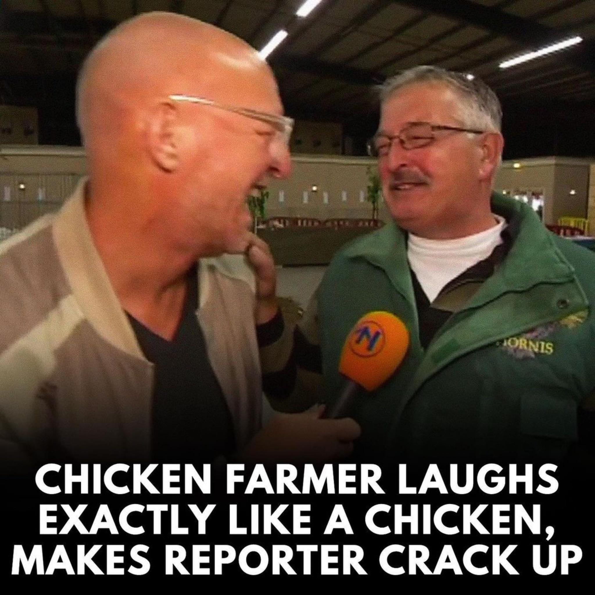 o 1ol RN g WX Te L 1 EXACTLY LIKE A CHICKEN MAKES REPORTER CRACK UP