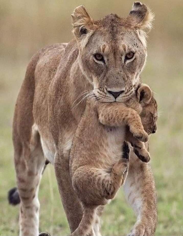 A lioness carrying a cub by the scruff in her mouth.