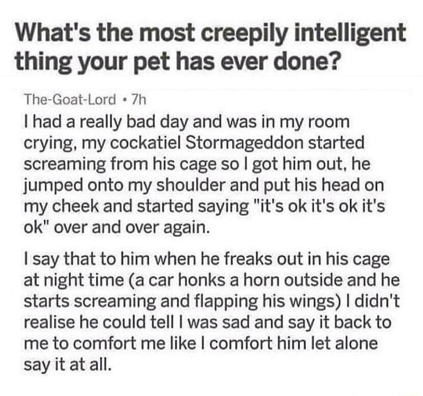 Whats the most creepily intelligent thing your pet has ever done The Goat Lord 7h I had a really bad day and was in my room crying my cockatiel Stormageddon started screaming from his cage so got him out he jumped onto my shoulder and put his head on my cheek and started saying its ok its ok its ok over and over again say that to him when he freaks out in his cage at night time a car honks a horn 