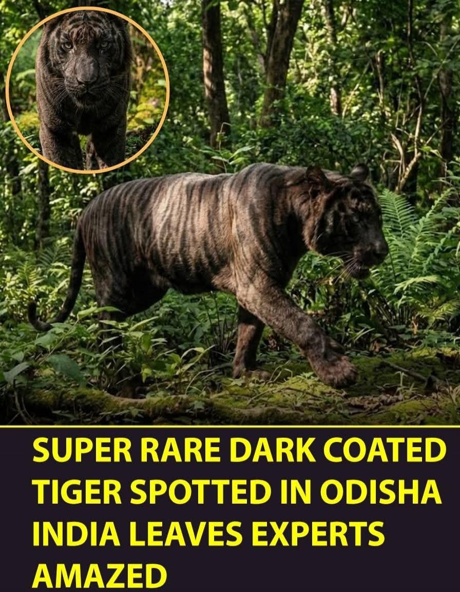SUPER RARE DARK COATED TIGER SPOTTED IN ODISHA INDIA LEAVES EXPERTS AMAZED