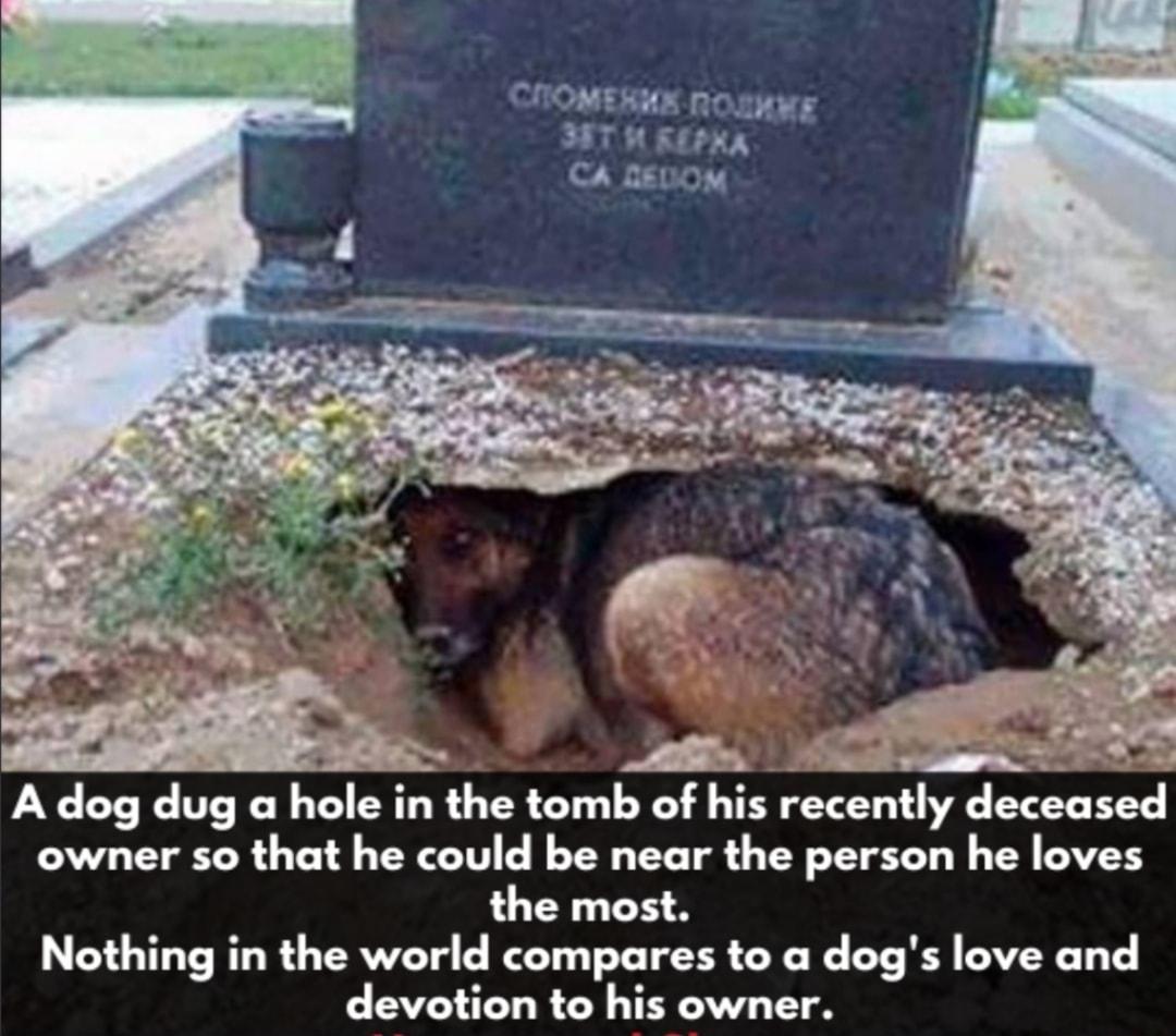 A dog dug a hole in the tomb of his recently deceused owner so that he could be near the person he loves the most Nothing in the world compares to a dogs love and devotion to his owner