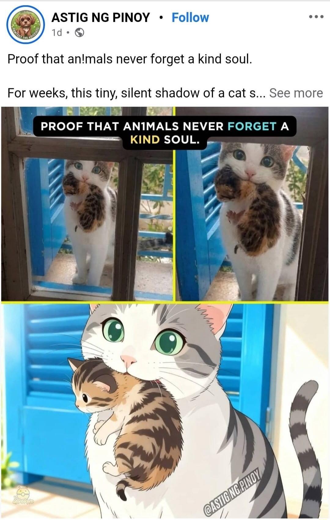 Proof that animals never forget a kind soul. For weeks, this tiny, silent shadow of a cat s... PROOF THAT ANIMALS NEVER FORGET A KIND SOUL.