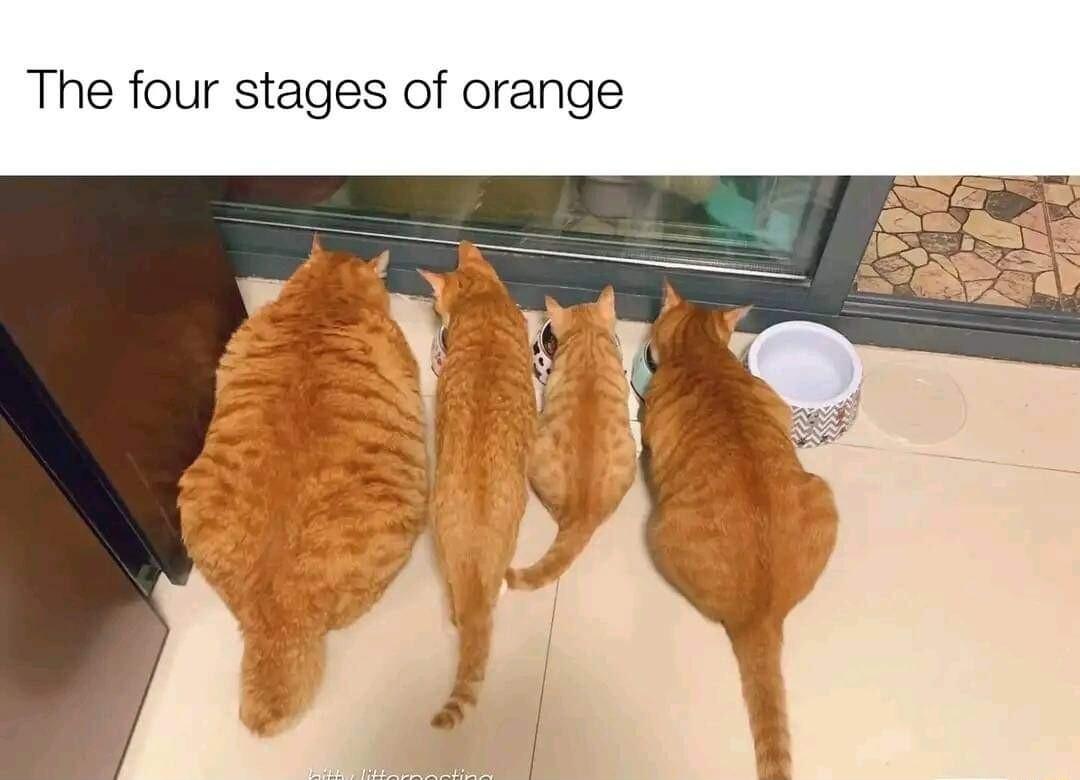 The four stages of orange