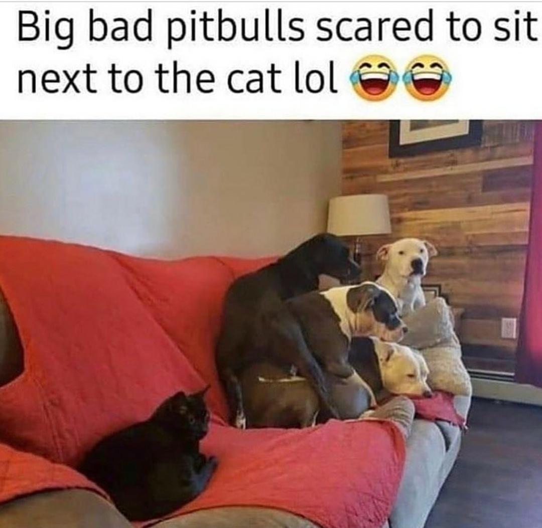 Big bad pitbulls scared to sit next to the cat lol