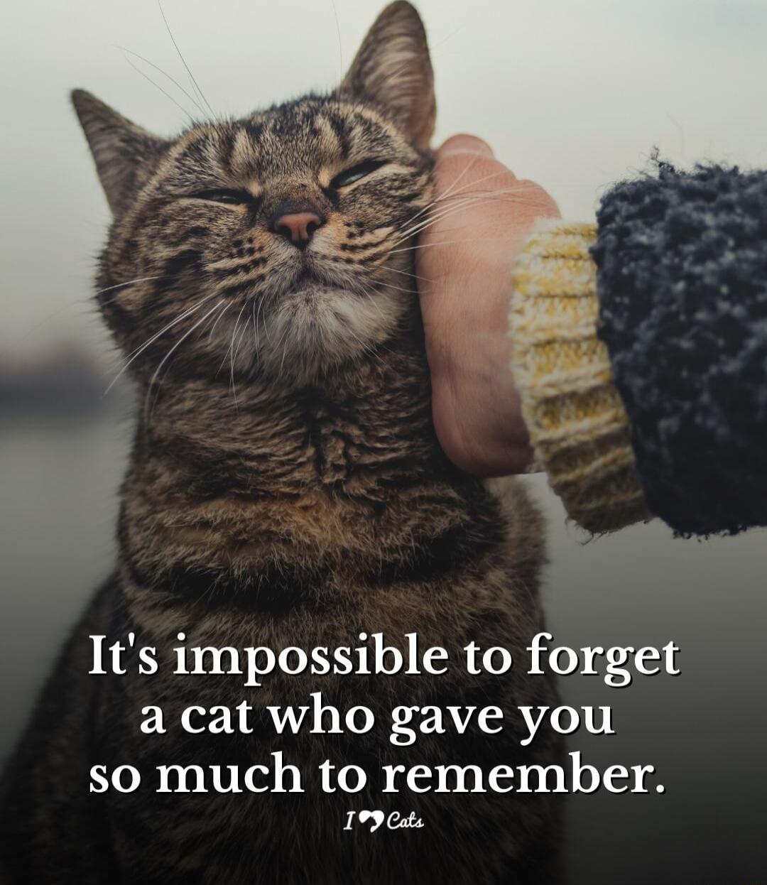 Its impossible to forget a cat who gave you so much to remember 1990t