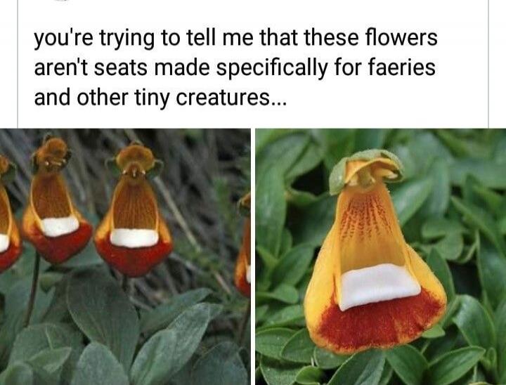 you're trying to tell me that these flowers aren't seats made specifically for faeries and other tiny creatures...
