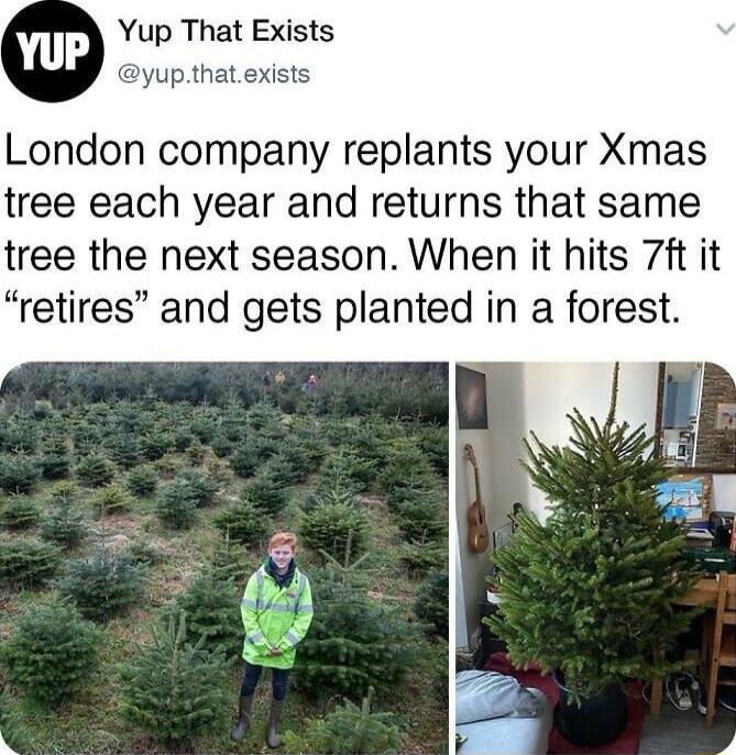 Yup That Exists yupthat exists London company replants your Xmas tree each year and returns that same tree the next season When it hits 71t it retires and gets planted in a forest