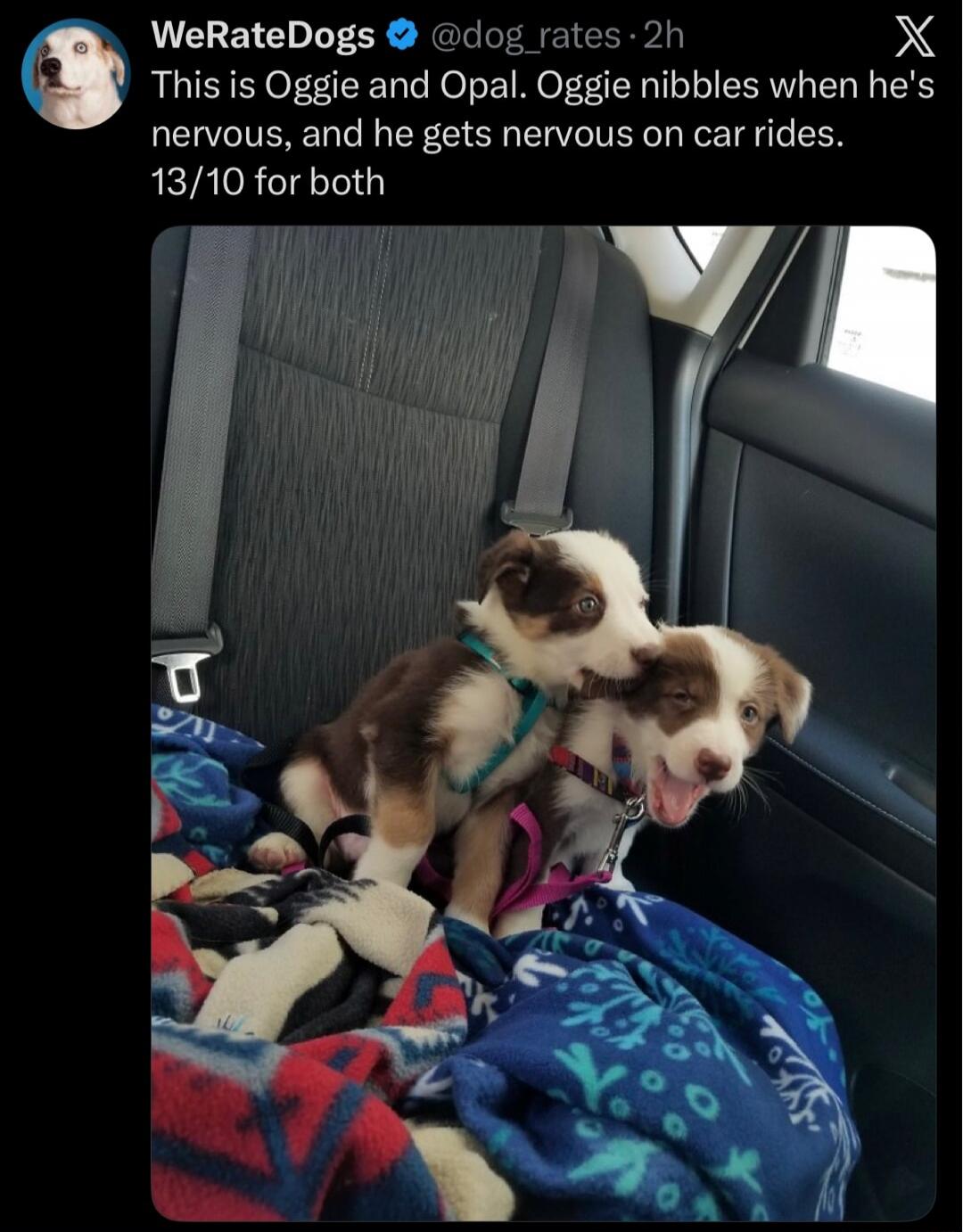 This is Oggie and Opal. Oggie nibbles when he's nervous, and he gets nervous on car rides. 13/10 for both