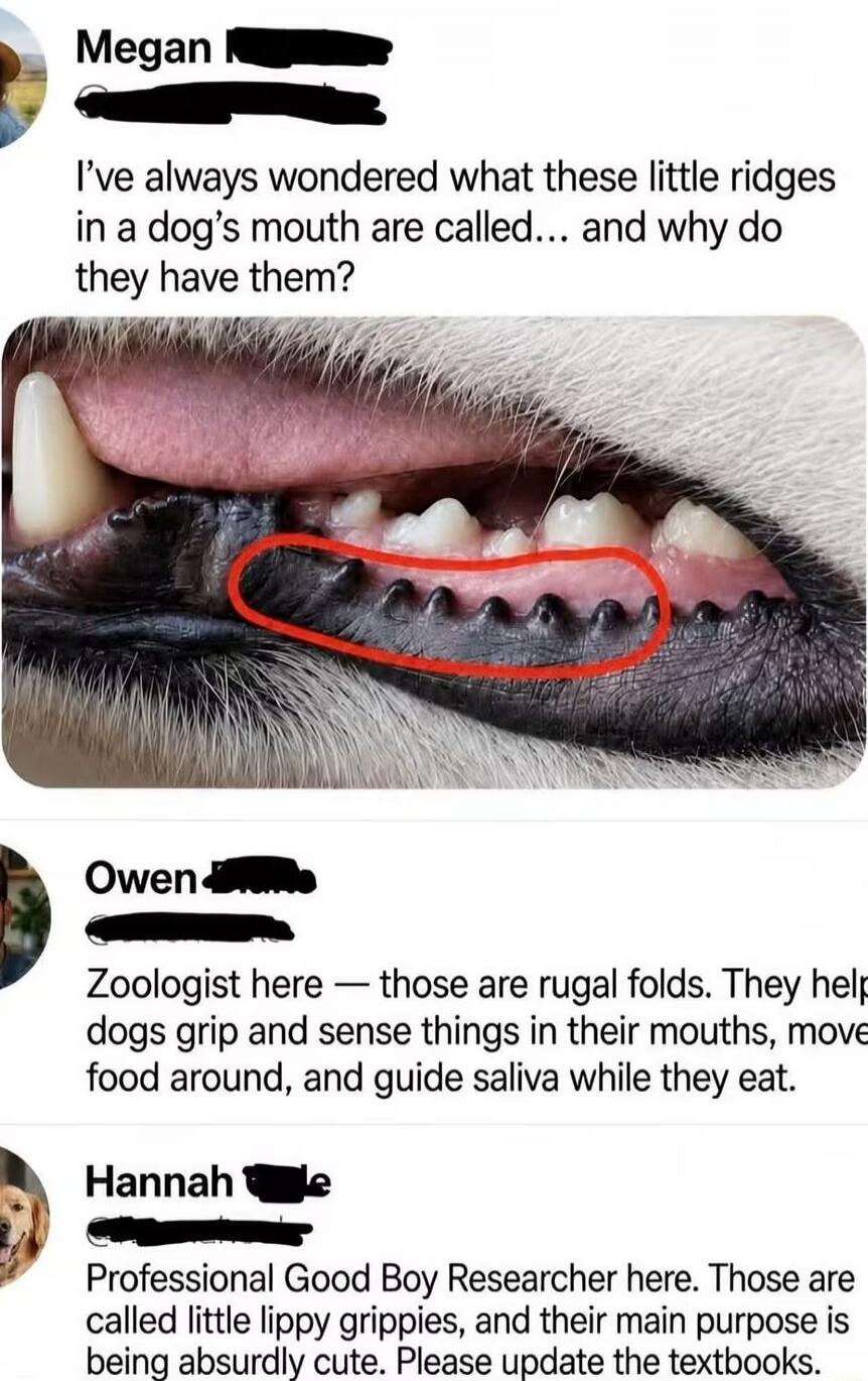 Megan: I've always wondered what these little ridges in a dog's mouth are called... and why do they have them? Owen: Zoologist here — those are rugal folds. They help dogs grip and sense things in their mouths, move food around, and guide saliva while they eat. Hannah: Professional Good Boy Researcher here. Those are called little lippy grippies, a