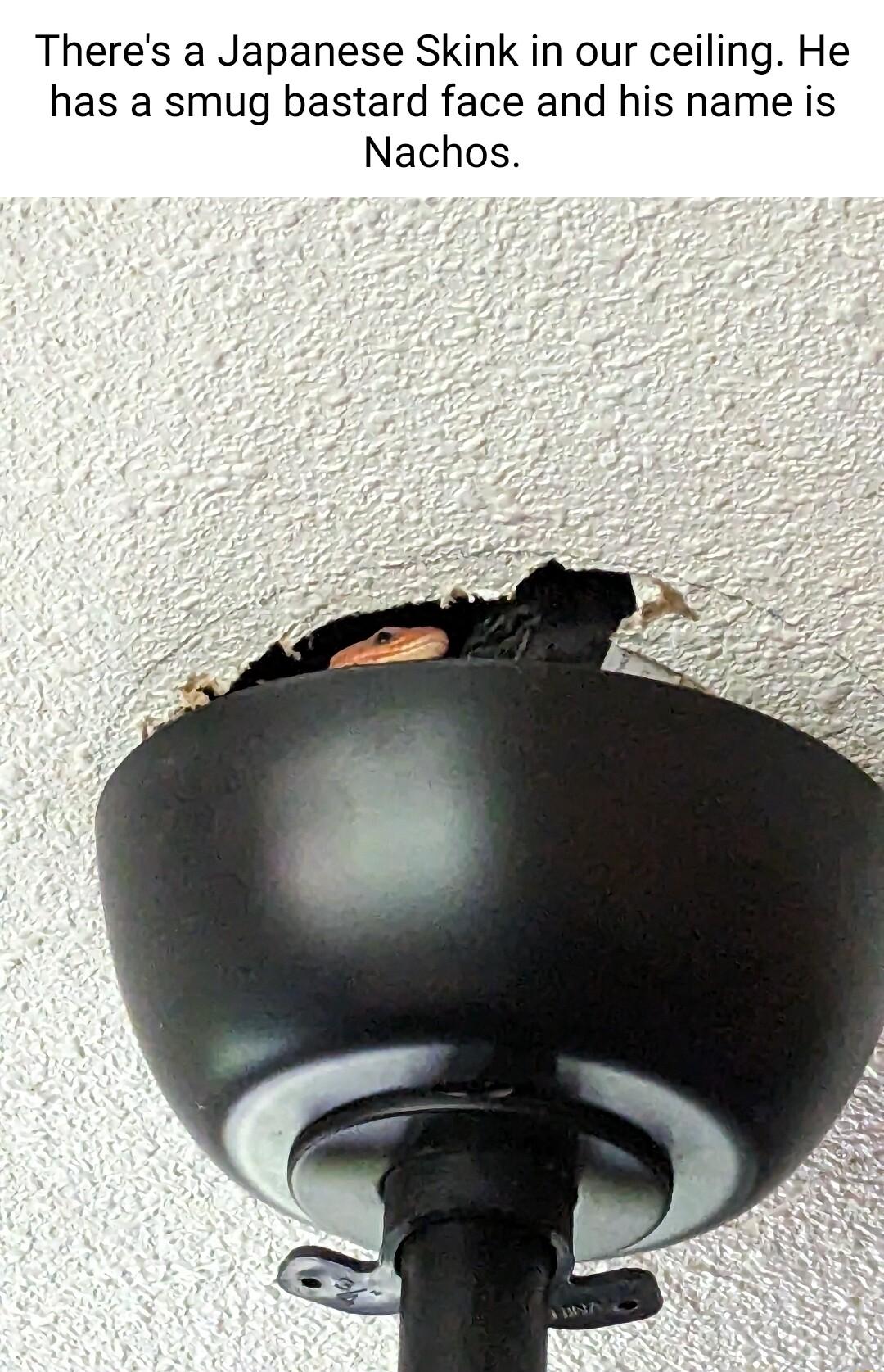 Theres a Japanese Skink in our ceiling He has a smug bastard face and his name is Nachos