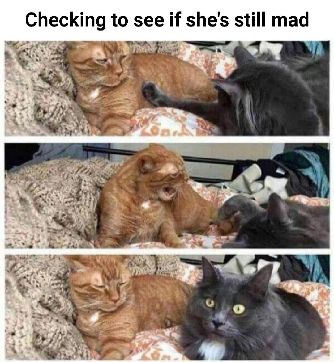 Checking to see if shes still mad