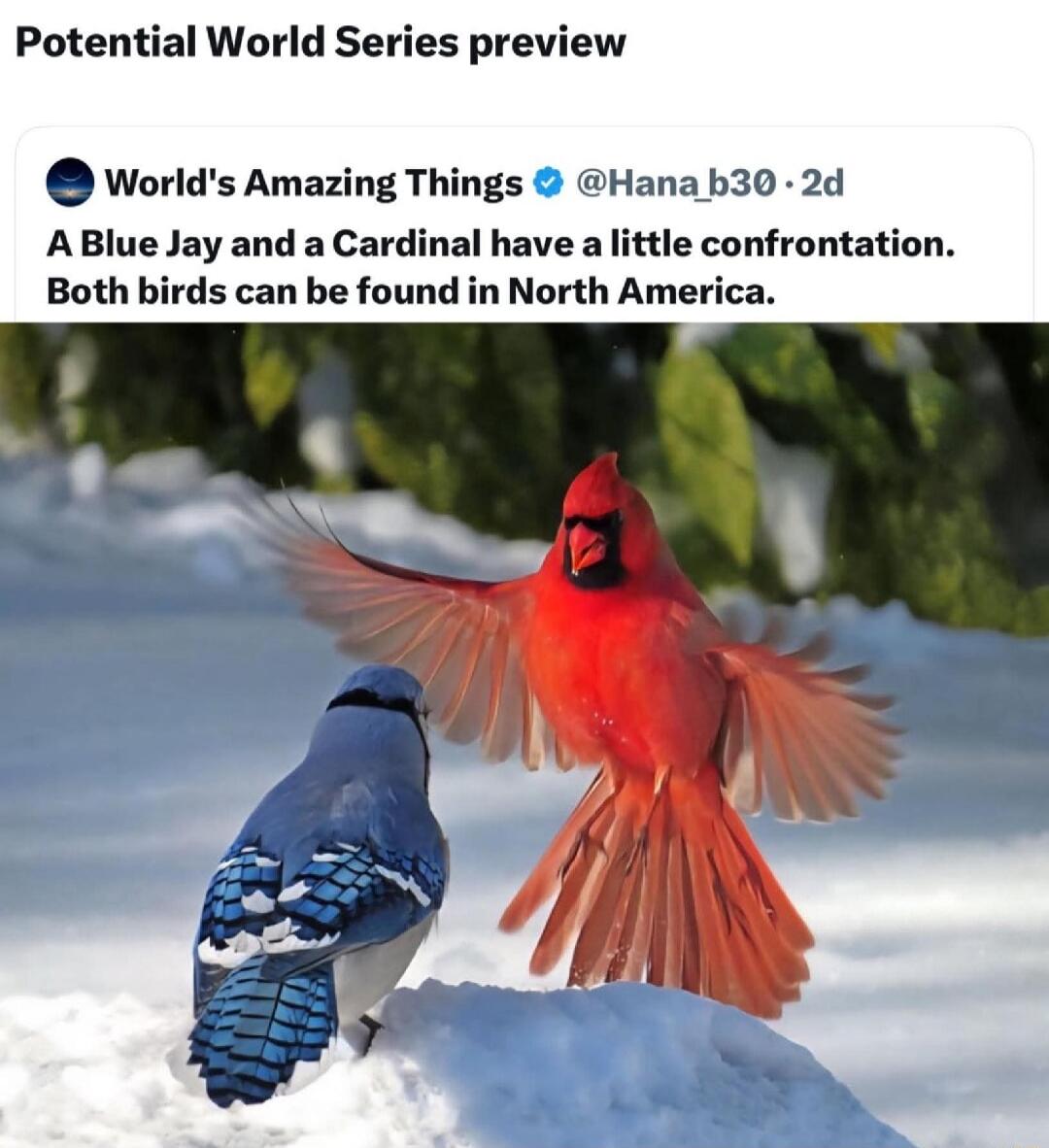 Potential World Series preview World's Amazing Things @Hana_b30 2d A Blue Jay and a Cardinal have a little confrontation. Both birds can be found in North America.