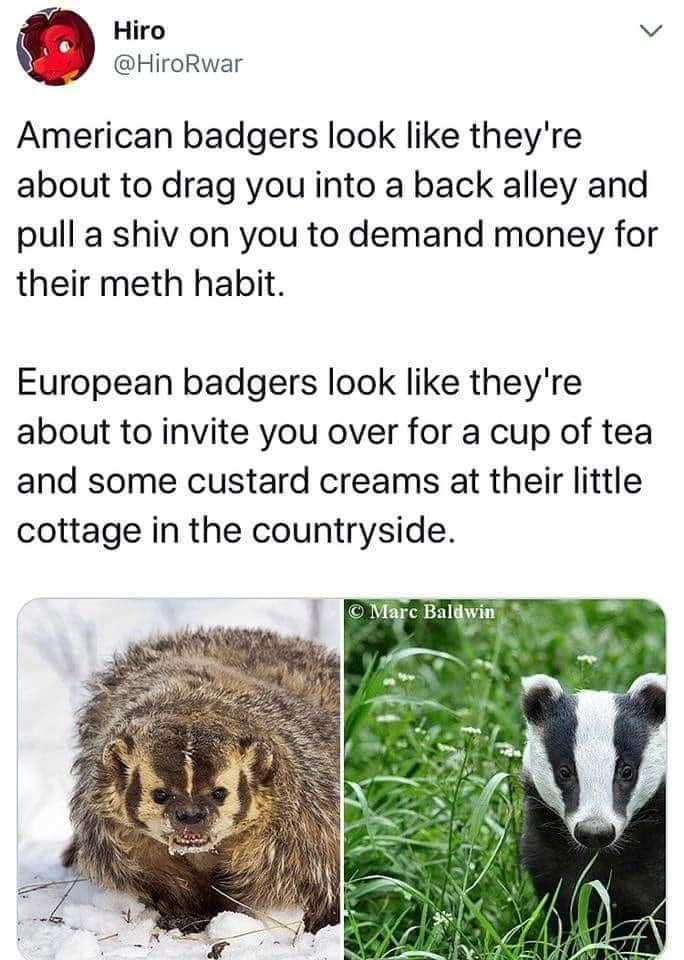 2 Hiro v HiroRwar American badgers look like theyre about to drag you into a back alley and pull a shiv on you to demand money for their meth habit European badgers look like theyre about to invite you over for a cup of tea and some custard creams at their little cottage in the countryside Marc Baldwin