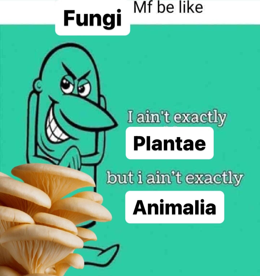 butiiaint exactly Animalia