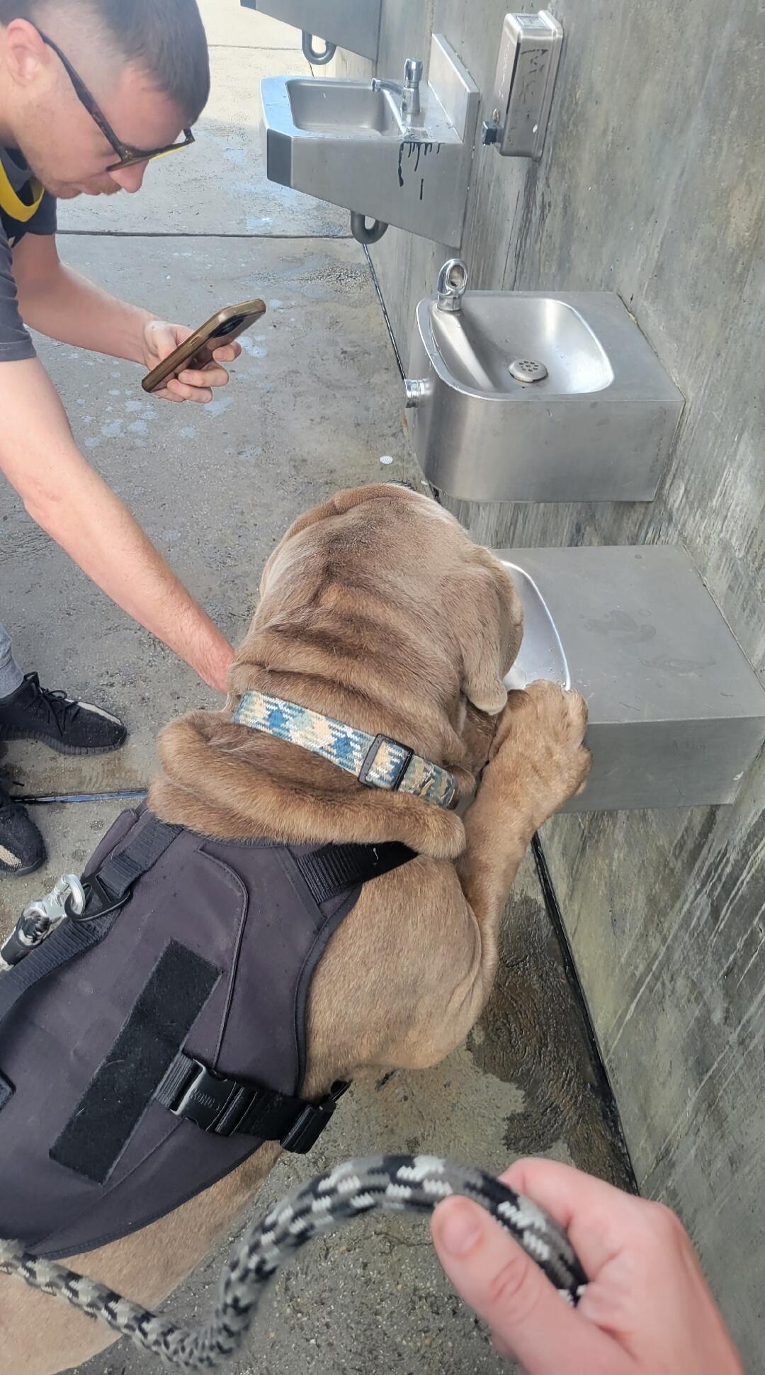 A man is filming his dog drinking water from a fountain.