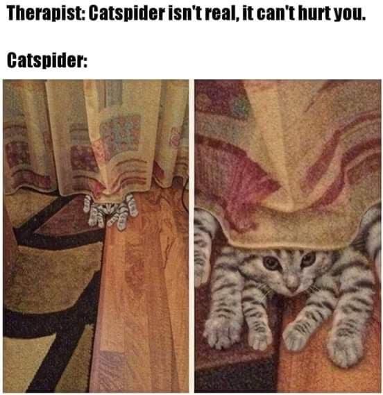 Therapist Catspider isnt real it cant hurt you Catspider 1 b