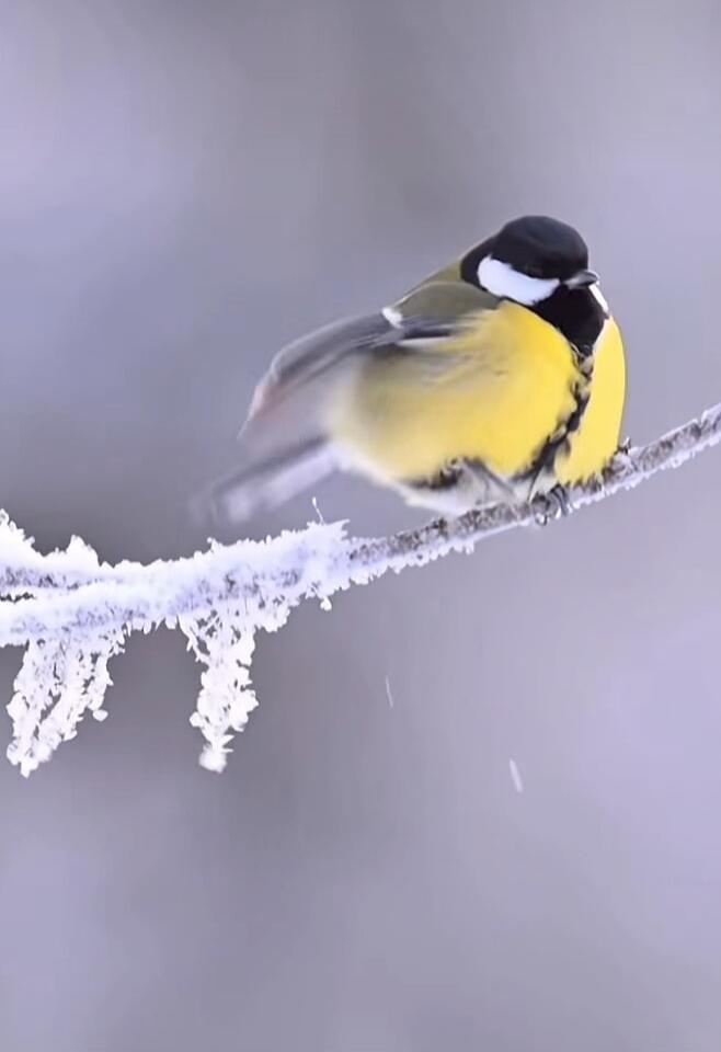 A small bird (great tit) perched on a frost-covered branch in a wintry setting.