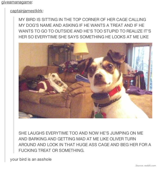 reamanagame captainiamestkir MY BIRD IS SITTING IN THE TOP CORNER OF HER CAGE CALLING MY DOGS NAME AND ASKING IF HE WANTS A TREAT AND IF HE WANTS TO GO TO OUTSIDE AND HES TOO STUPID TO REALIZE ITS HER SO EVERYTIME SHE SAYS SOMETHING HE LOOKS AT ME LIKE SHE LAUGHS EVERYTIME TOO AND NOW HES JUMPING ON ME AND BARKING AND GETTING MAD AT ME LIKE OLIVER TURN AROUND AND LOOK IN THAT HUGE ASS CAGE AND BEG