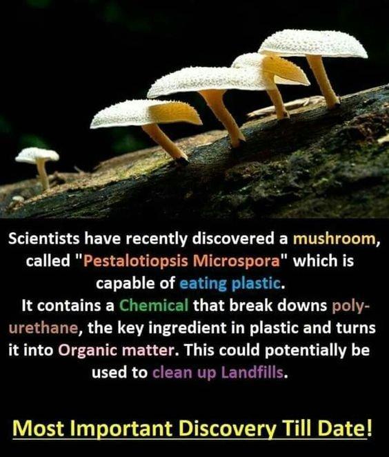 R ENE S BRIV TR T R T T T called Pestalotiopsis Microspora which is capable of eating plastic It contains a Chemical that break downs poly urethane the key ingredient in plastic and turns it into Organic matter This could potentially be used to clean up Landfills Most Important Discovery Till Date