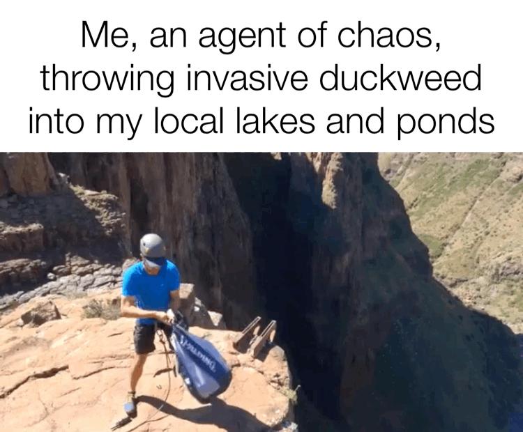 Me an agent of chaos throwing invasive duckweed into my local lakes and ponds