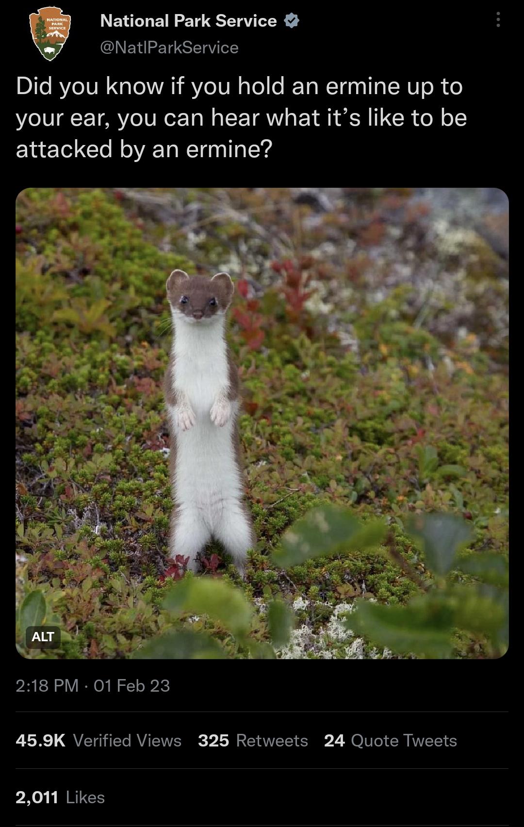 National Park Service NatlParkService Did you know if you hold an ermine up to your ear you can hear what its like to be attacked by an ermine 218 PM 01 Feb 23 459K Verified Views 325 Retweets 24 Quote Tweets 2011 Likes